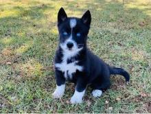 Puppies for sale , siberian husky - Ireland, Belfast