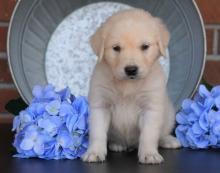 Puppies for sale golden retriever - Ireland, Cork