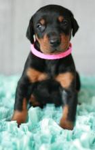 Puppies for sale doberman - Ireland, Cork