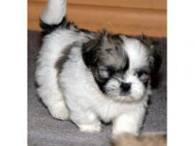 Puppies for sale lhasa apso - Finland, Helsinki