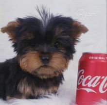 Puppies for sale yorkshire terrier - Ireland, Dublin