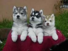 Puppies for sale other breed - Denmark, Odense