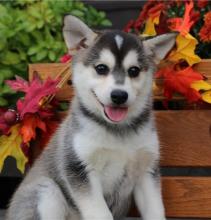 Puppies for sale , alaskan klee kai - Ireland, Dublin