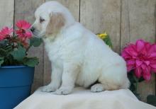 Puppies for sale golden retriever - United Kingdom, Blackburn