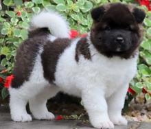 Puppies for sale akita - Ireland, Dublin