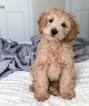 Puppies for sale , cockapoo - Ireland, maynooth