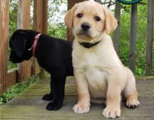 Puppies for sale labrador retriever - Spain, Badalona