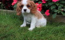 Puppies for sale king charles spaniel - United Kingdom, Bradford