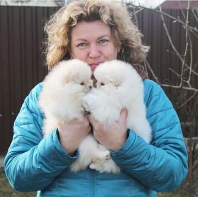 Продам щенка Шпиц - Казахстан, Атырау