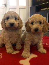 Puppies for sale , cockapoo - Ireland, Drogheda