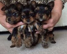 Puppies for sale yorkshire terrier - United Kingdom, Aberdeen