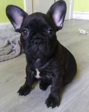 Puppies for sale french bulldog - Ireland, Dundalk