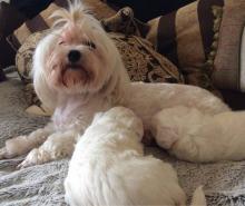 Puppies for sale maltese - Ireland, Belfast