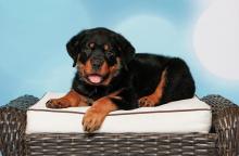Puppies for sale rottweiler - Ireland, Swords