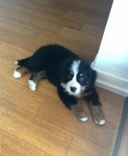 Puppies for sale bernese mountain dog - Ireland, Belfast