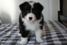Puppies for sale border collie - Ireland, Dublin