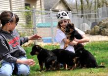 Puppies for sale german shepherd dog - USA, California, Crescent city. Price 750 $