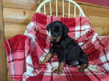 Puppies for sale doberman - France, Bordeaux