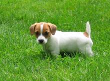 Puppies for sale jack russell terrier - Estonia, Kohtla-Jarve