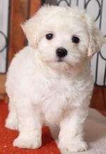 Puppies for sale maltese - Uzbekistan, Bukhara