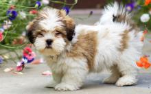 Puppies for sale lhasa apso - Netherlands, The Hague