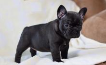 Puppies for sale french bulldog - Germany, Zwickau