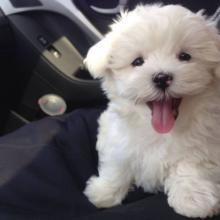 Puppies for sale maltese - Netherlands, Eindhoven