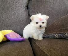 Puppies for sale , maltese puppies - Ukraine, Sevastopol