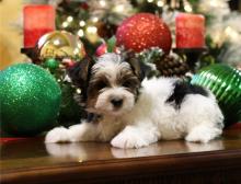 Puppies for sale other breed, biewer yorkie - Netherlands, The Hague