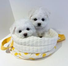 Puppies for sale , bichon frise - Ireland, Navan