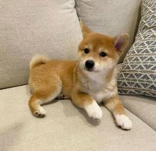 Puppies for sale other breed, shiba inu - Ireland, Newbridge