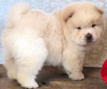 Puppies for sale chow chow - Uzbekistan, Bukhara