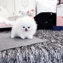 Puppies for sale , pomeranian puppies - Georgia, Rustavi