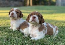 Puppies for sale other breed, brittany puppies - Ireland, Dublin