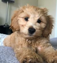 Puppies for sale , cockapoo - Netherlands, Rotterdam