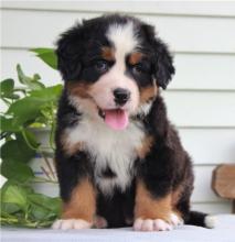 Puppies for sale bernese mountain dog - Ireland, Galway