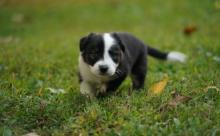 Puppies for sale border collie - Ireland, Dublin