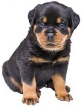Puppies for sale rottweiler - Greece, Heraklion
