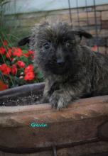Puppies for sale other breed, cairn terrier puppies - Ireland, Cork