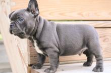 Puppies for sale french bulldog - Latvia, Aluksne