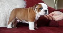 Puppies for sale english bulldog - Ireland, Wexford