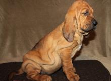 Puppies for sale other breed, bloodhound puppies - Ireland, Dublin