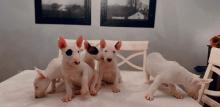 Puppies for sale bull terrier - United Kingdom, Kent