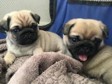 Puppies for sale pug - Georgia, Kutaisi