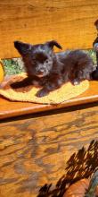 Puppies for sale other breed, chorkie puppies - Ireland, Cork