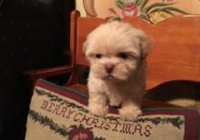 Puppies for sale other breed, chinese imperial puppies - Ireland, Dublin