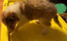 Puppies for sale collie - Ireland, Dublin