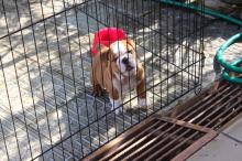 Puppies for sale english bulldog - Spain, Santa Cruz de Tenerife