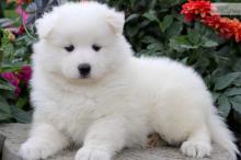 Puppies for sale , samoyed puppies - Russia, Cheboksary