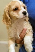 Puppies for sale other breed, cokalier puppies ready - Ireland, Cork
